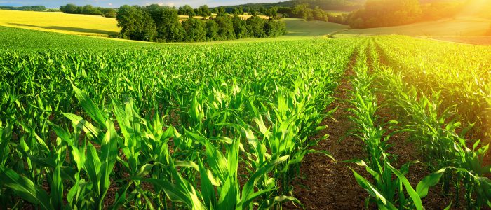 六次産業・次世代農業対策支援